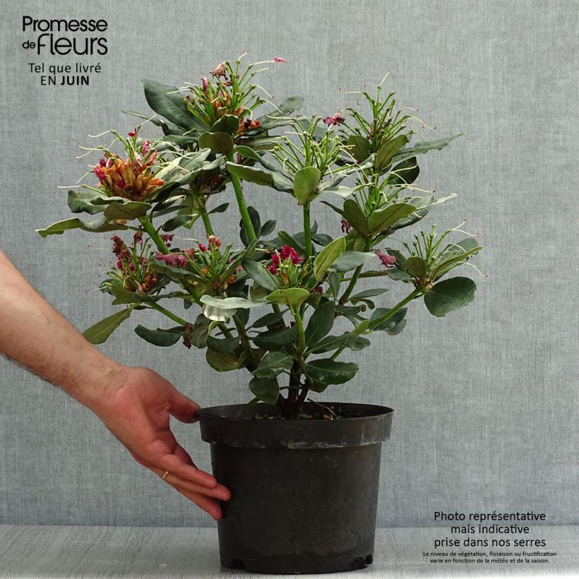Amostra de Rhododendron Wilgen's Ruby Vaso de 4 L/5 L tal como entregue no verão