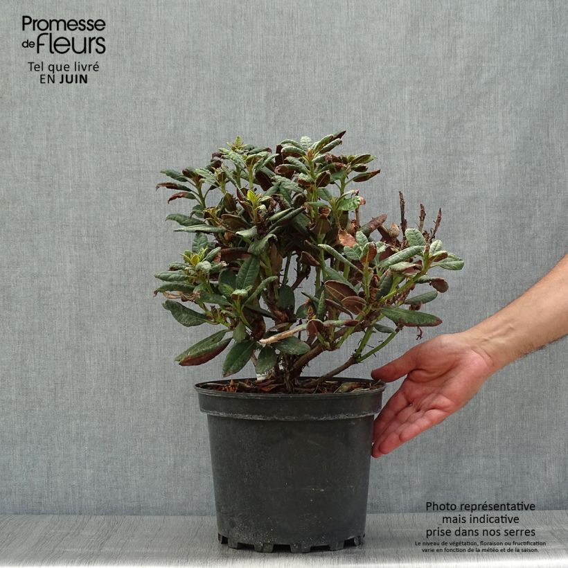 Amostra de Rhododendron Wine & Roses Vaso de 6 L/7 L tal como entregue no verão