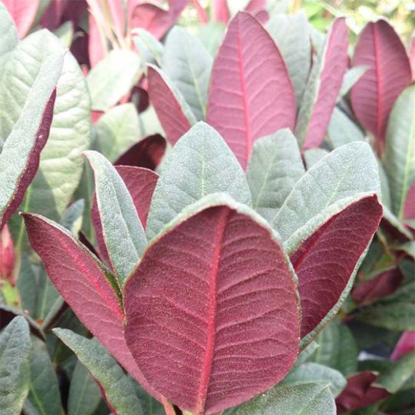 Rhododendron Wine & Roses (Folhagem)