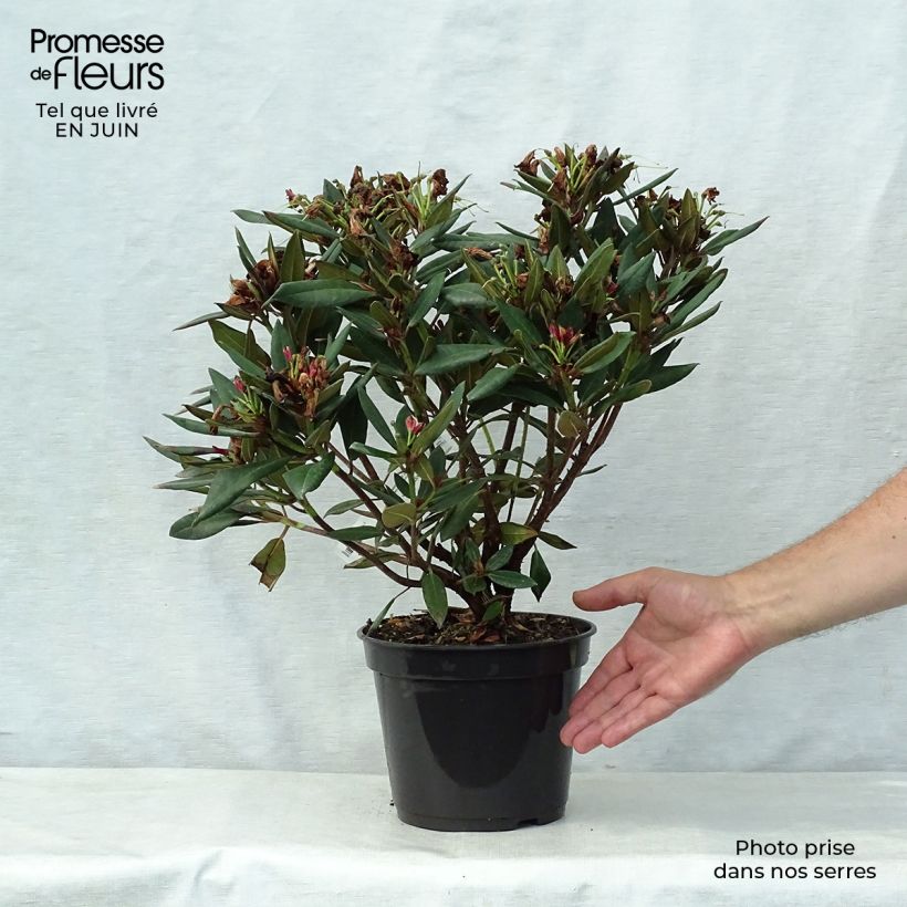 Amostra de Rhododendron Winsome - Rododendro Anão Vaso de 3 L/4 L tal como entregue no verão