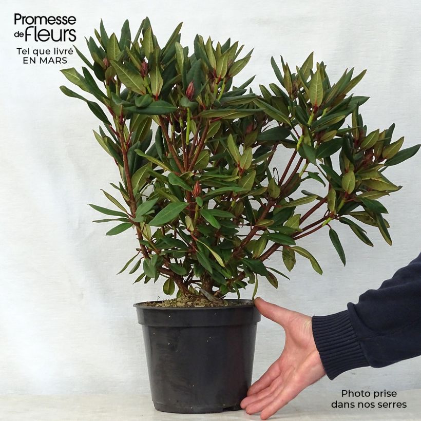 Amostra de Rhododendron Winsome - Rododendro Anão Vaso de 3 L/4 L tal como entregue na primavera