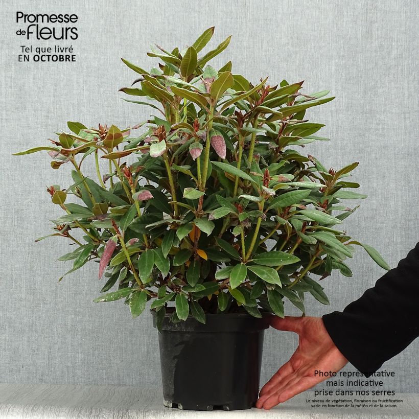 Amostra de Rhododendron Winsome - Rododendro Anão Vaso de 3 L/4 L tal como entregue no outono