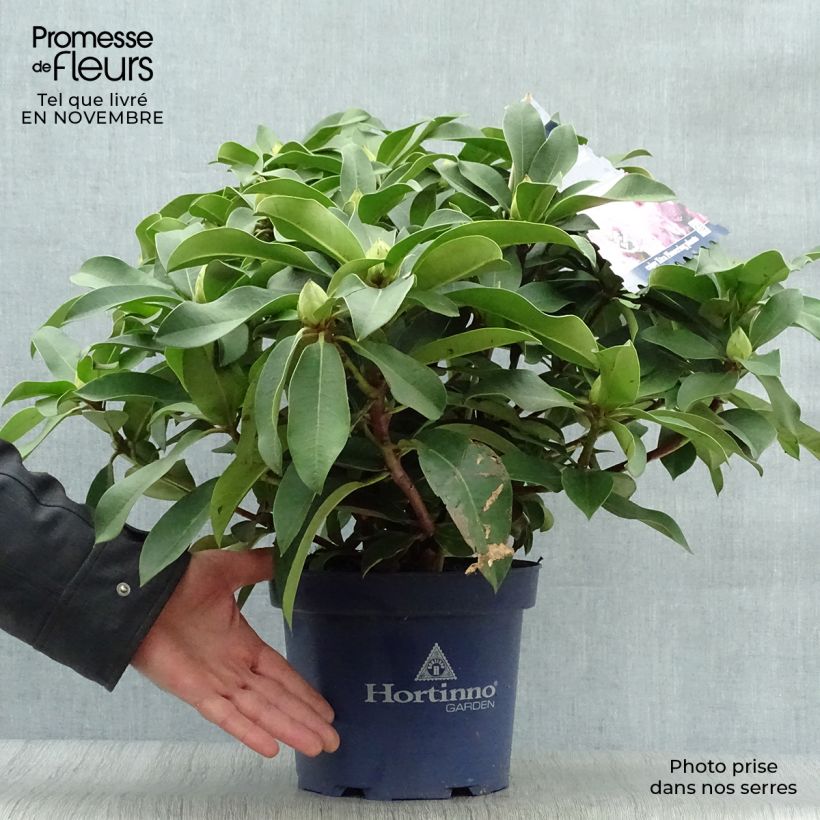 Amostra de Rhododendron XXL Vaso de 2 L/3 L tal como entregue no outono