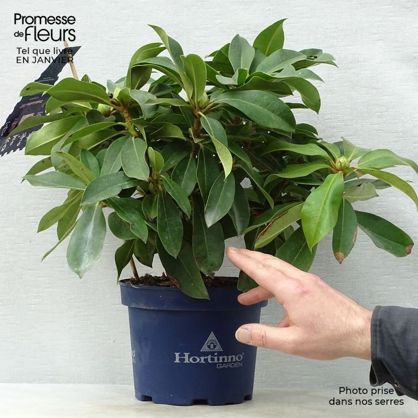 Amostra de Rhododendron XXL Vaso de 2 L/3 L tal como entregue no inverno