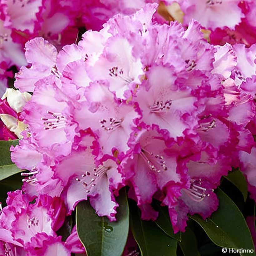 Rhododendron XXL (Floração)