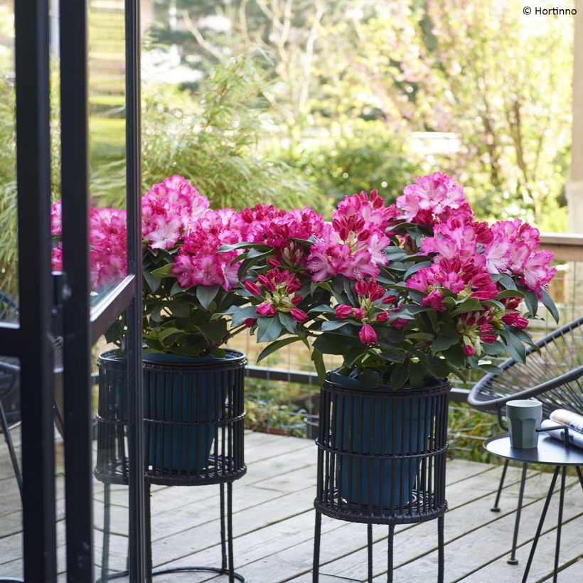 Rhododendron XXL (Hábito)