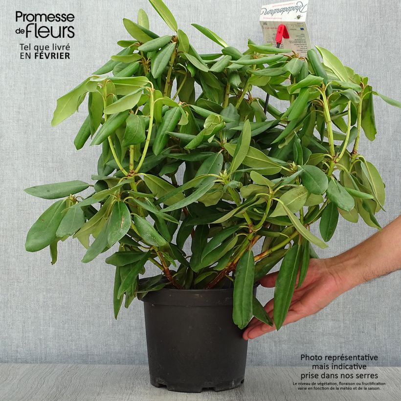 Amostra de Rhododendron catawbiense Boursault Vaso de 4 L/5 L tal como entregue no outono