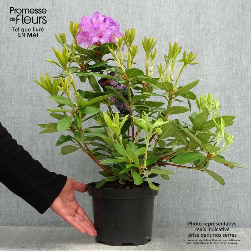 Amostra de Rhododendron catawbiense Boursault Vaso de 4 L/5 L tal como entregue na primavera