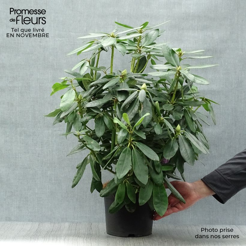 Amostra de Rhododendron catawbiense Grandiflorum Vaso de 4 L/5 L tal como entregue no outono