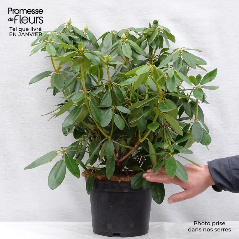 Amostra de Rhododendron catawbiense Grandiflorum Vaso de 4 L/5 L tal como entregue no inverno