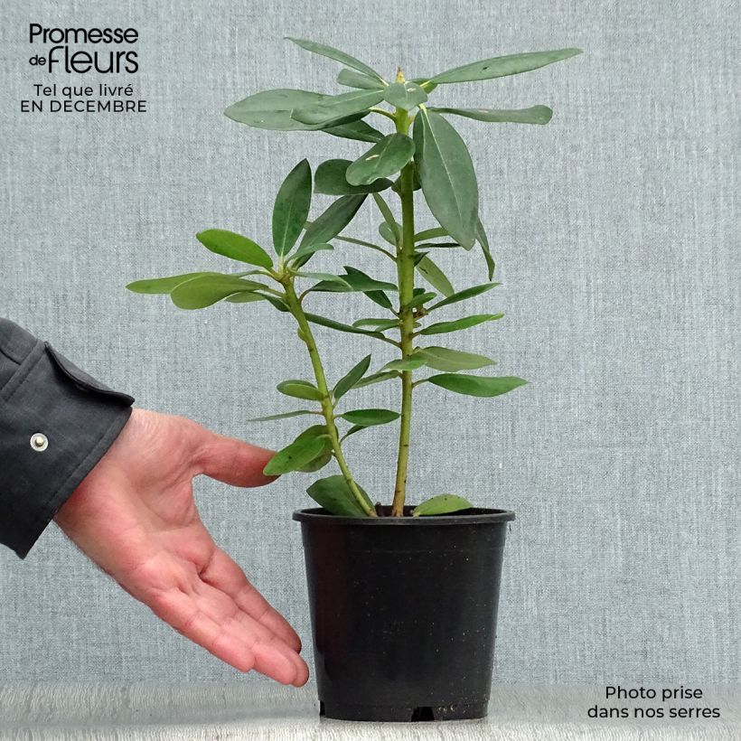 Amostra de Rhododendron catawbiense Grandiflorum Vaso de 12 cm/13 cm tal como entregue no inverno