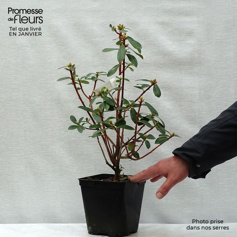 Amostra de Rhododendron cinnabarinum - Grand rhododendron Pot de 3L/4L tal como entregue no inverno
