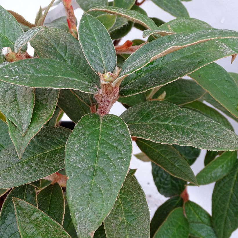 Rhododendron edgeworthii (Folhagem)