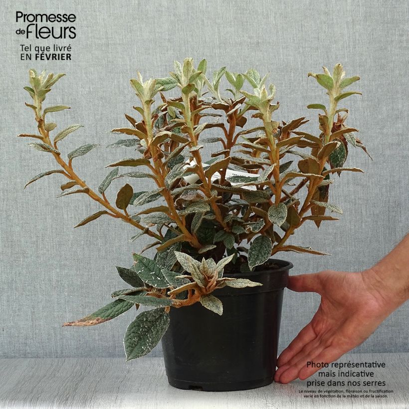 Amostra de Rhododendron edgeworthii Vaso de 3 L/4 L tal como entregue no outono