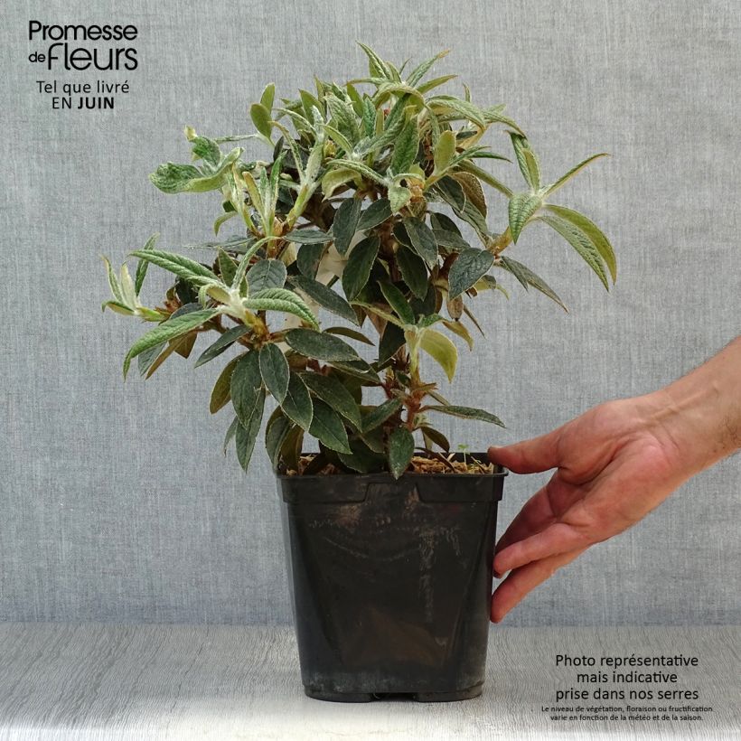 Amostra de Rhododendron edgeworthii Vaso de 3 L/4 L tal como entregue no verão