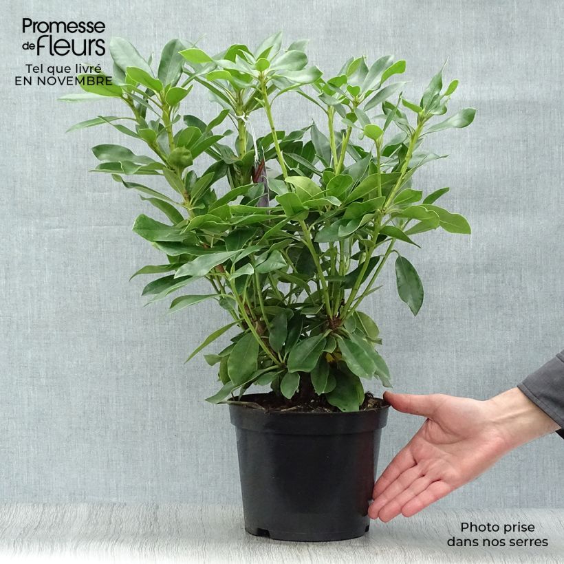 Amostra de Rhododendron Blue Jay Vaso de 4 L/5 L tal como entregue no outono