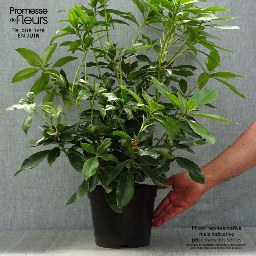 Amostra de Rhododendron Blue Jay Vaso de 4 L/5 L tal como entregue no verão