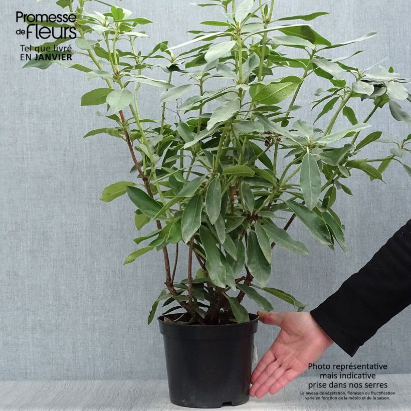 Amostra de Rhododendron Blue Jay Vaso de 4 L/5 L tal como entregue no inverno