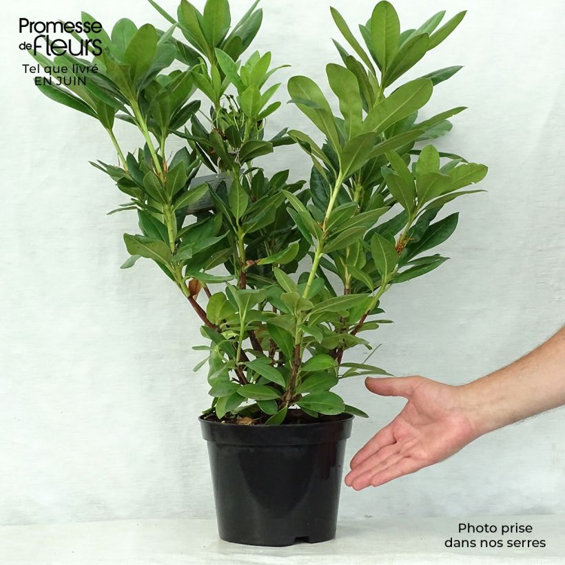 Amostra de Rhododendron Cosmopolitan Vaso de 2 L/3 L tal como entregue no verão