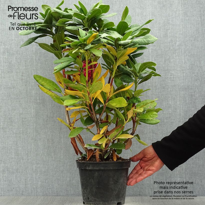 Amostra de Rhododendron Cosmopolitan Vaso de 2 L/3 L tal como entregue no outono