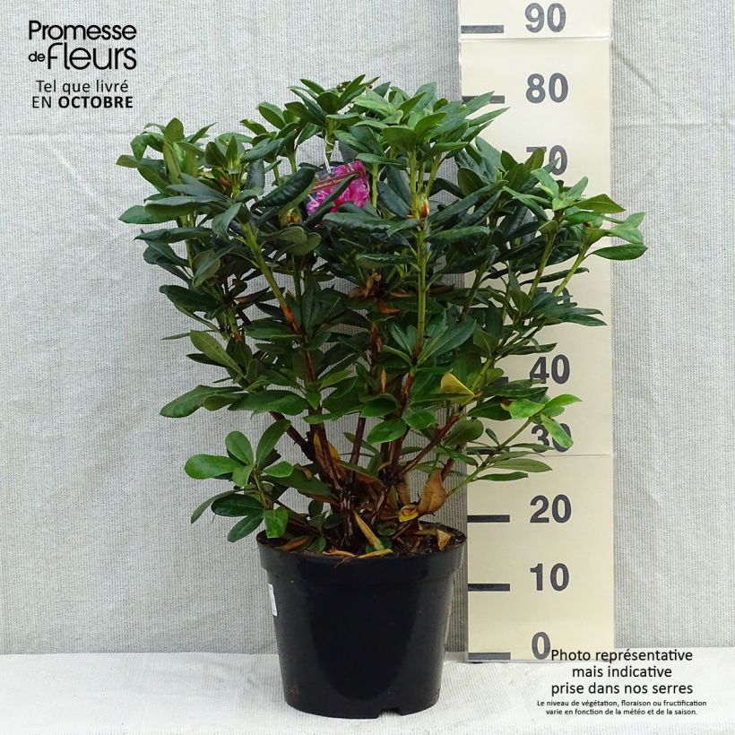 Amostra de Rhododendron Cosmopolitan Vaso de 4 L/5 L tal como entregue no outono