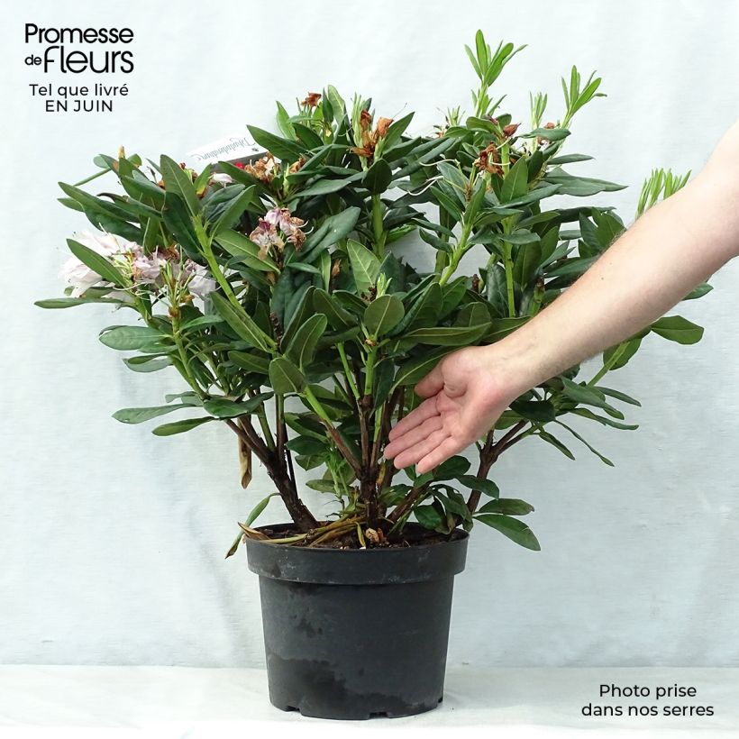 Amostra de Rhododendron Cosmopolitan Vaso de 7,5 L/10 L tal como entregue no verão