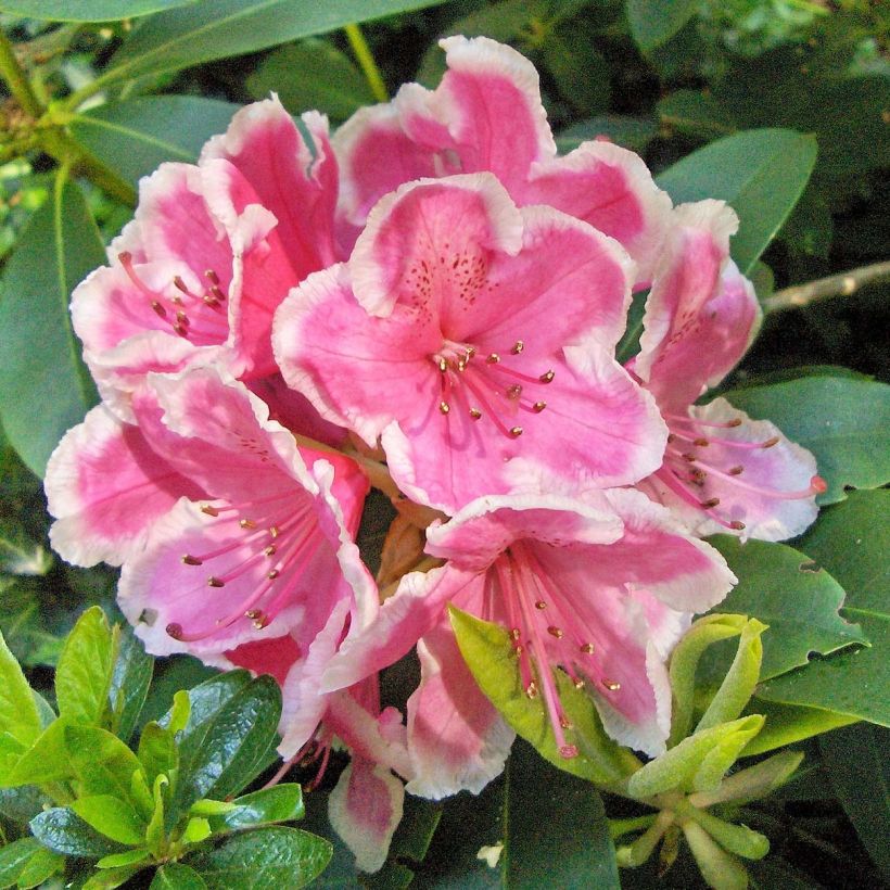 Rhododendron Janet Ward (Floração)