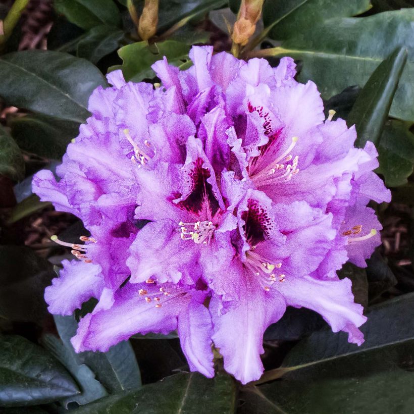 Rhododendron Kabarett (Floração)