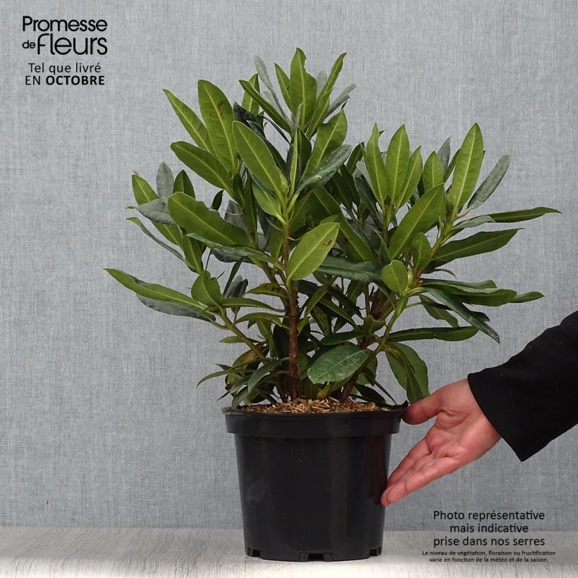 Amostra de Rhododendron Kabarett Vaso de 4 L/5 L tal como entregue no outono