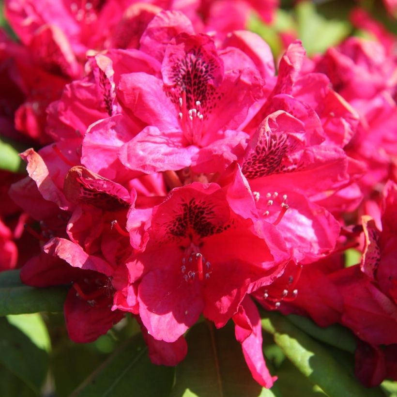 Rhododendron Lord Roberts (Floração)