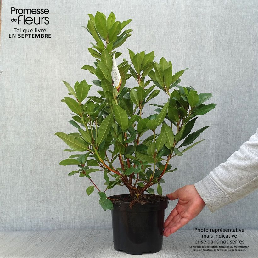 Amostra de Rhododendron Lord Roberts Vaso de 4 L/5 L tal como entregue no outono