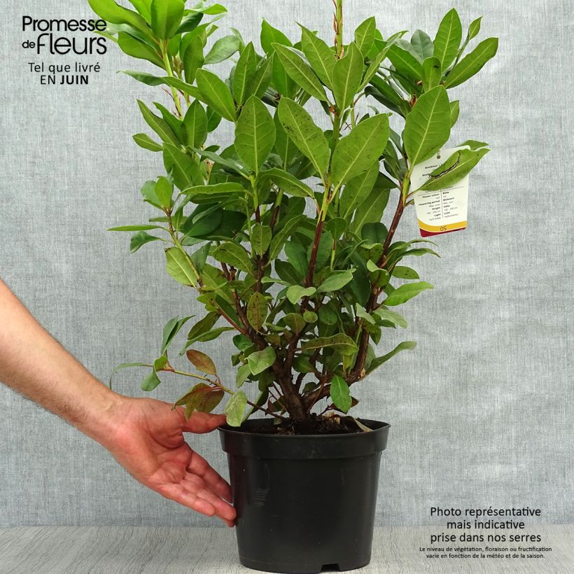Amostra de Rhododendron Lord Roberts Vaso de 4 L/5 L tal como entregue no verão