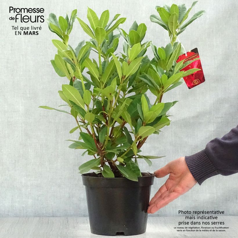 Amostra de Rhododendron Lord Roberts Vaso de 4 L/5 L tal como entregue na primavera
