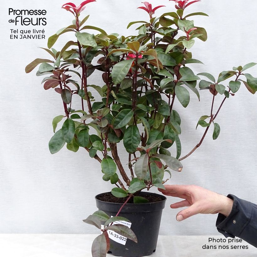Amostra de Rhododendron Moser's Maroon Vaso de 4 L/5 L tal como entregue no inverno
