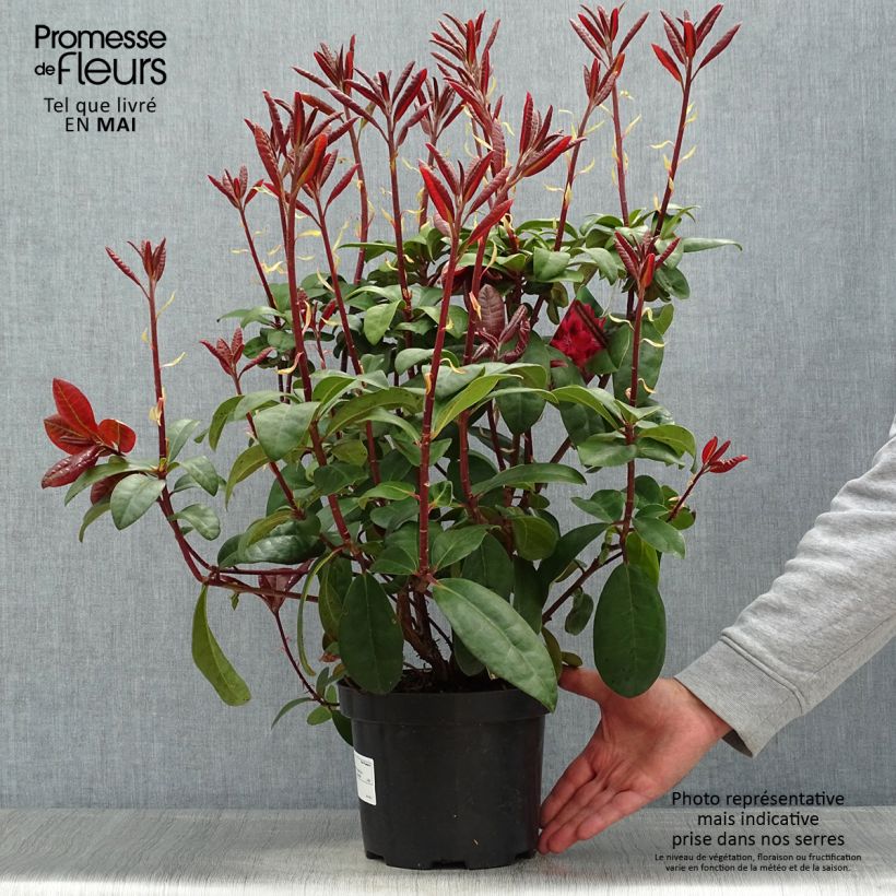 Amostra de Rhododendron Moser's Maroon Vaso de 4 L/5 L tal como entregue na primavera