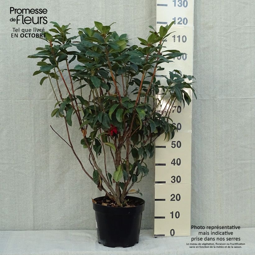 Amostra de Rhododendron Moser's Maroon Vaso de 7,5 L/10 L tal como entregue no outono