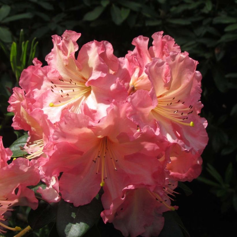 Rhododendron Naselle (Floração)