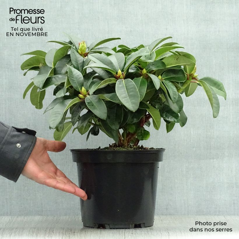 Amostra de Rhododendron Naselle Vaso de 4 L/5 L tal como entregue no outono