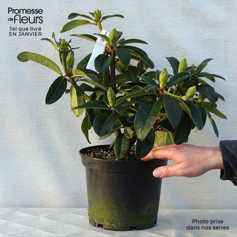 Amostra de Rhododendron hybride Naselle Vaso de 4 L/5 L tal como entregue no inverno