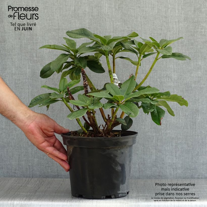 Amostra de Rhododendron Naselle Vaso de 4 L/5 L tal como entregue no verão