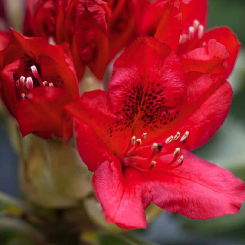 Rhododendron Red Jack (Floração)