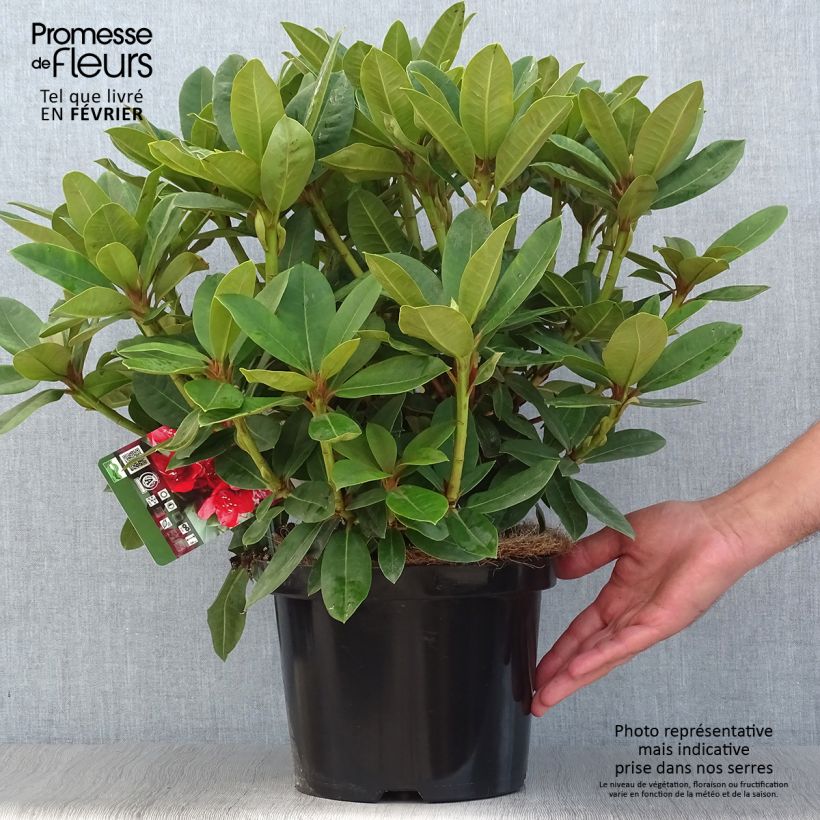 Amostra de Rhododendron Red Jack Vaso de 4 L/5 L tal como entregue no outono