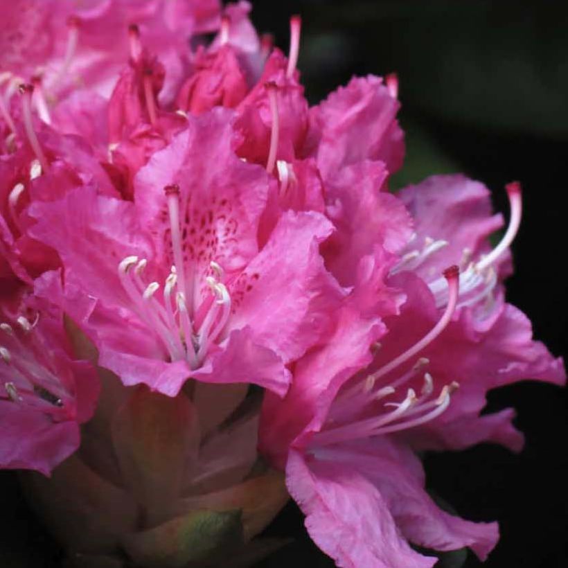 Rhododendron Rocket (Floração)