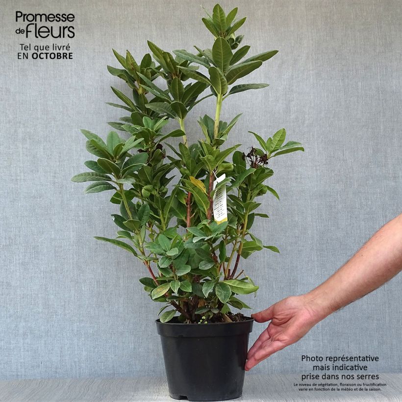 Amostra de Rhododendron Rocket Vaso de 4 L/5 L tal como entregue no outono