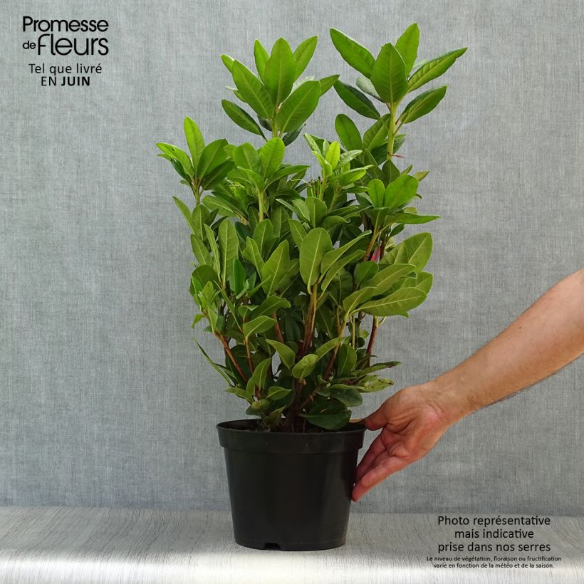 Amostra de Rhododendron Rocket Vaso de 4 L/5 L tal como entregue no verão