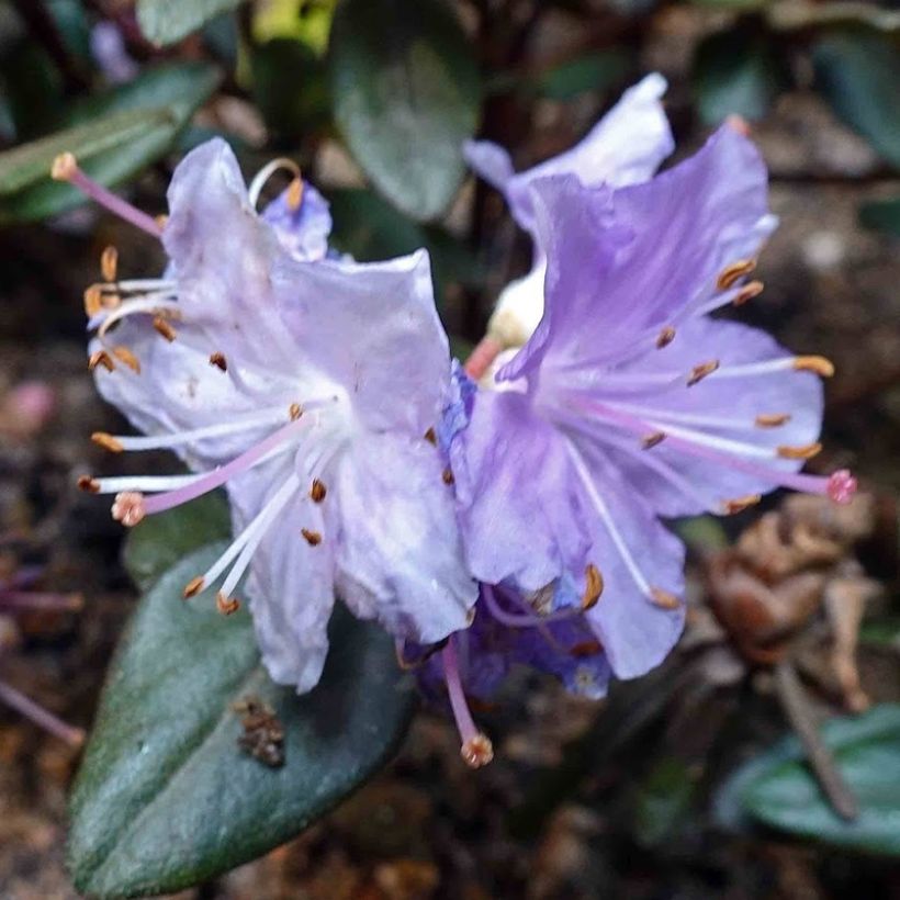 Rhododendron impeditum Ramapo - Rododendro Anão (Floração)