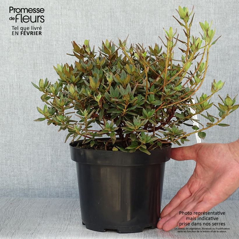 Amostra de Rhododendron impeditum Ramapo - Rododendro Anão Vaso de 2 L/3 L tal como entregue no outono