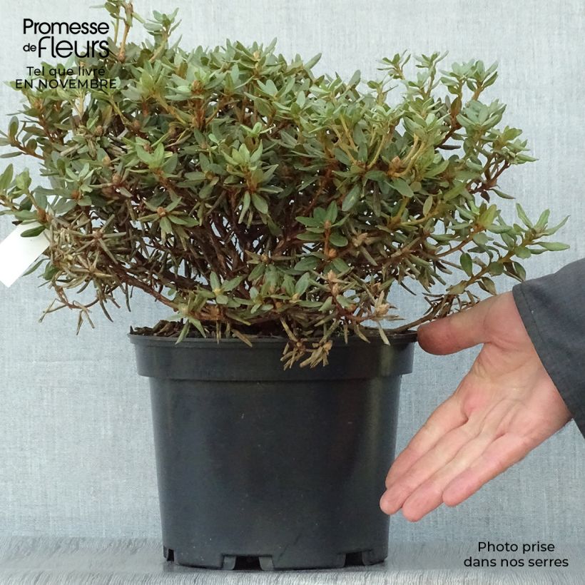 Amostra de Rhododendron impeditum - Rododendro Anão Vaso de 2 L/3 L tal como entregue no outono