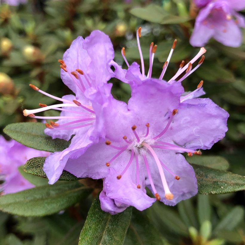 Rhododendron impeditum - Rododendro Anão (Floração)