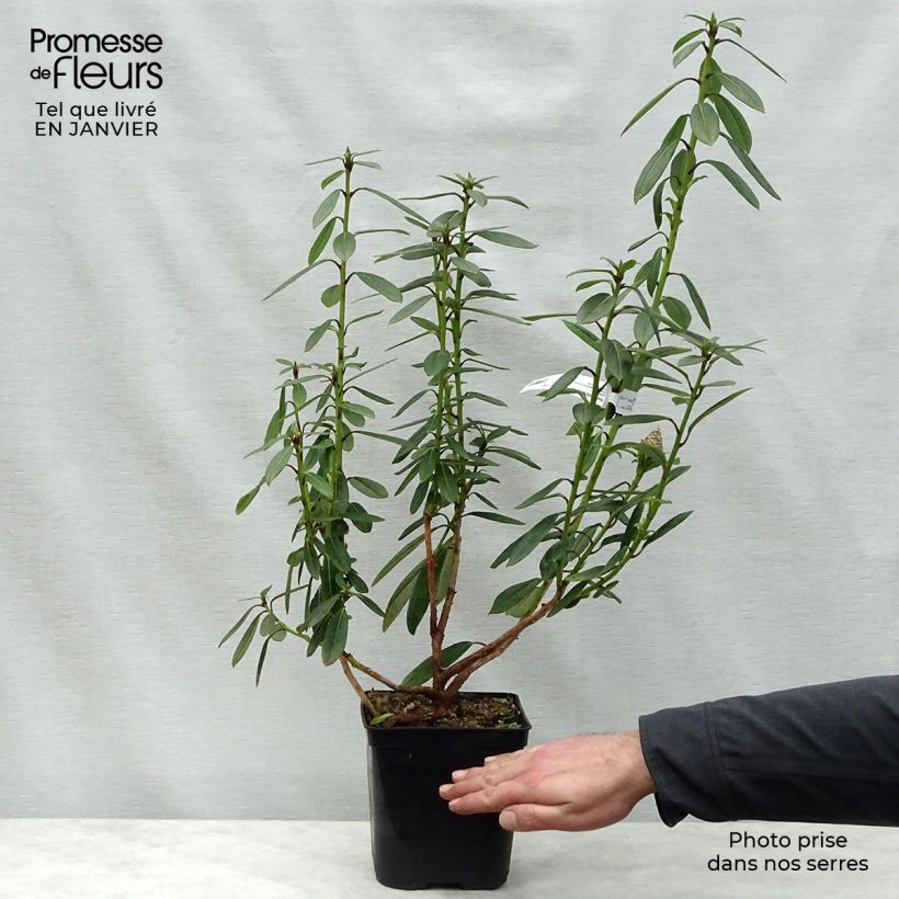 Amostra de Rhododendron lindleyi Vaso de 4 L/5 L tal como entregue no inverno